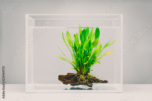 Fototapeta Clear fish tank with aquatic plant