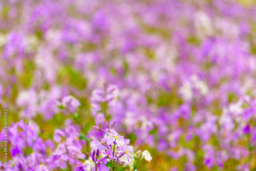 Soft violet color image, violets flowers blooming image Soft violet color image, violets flowers blooming image