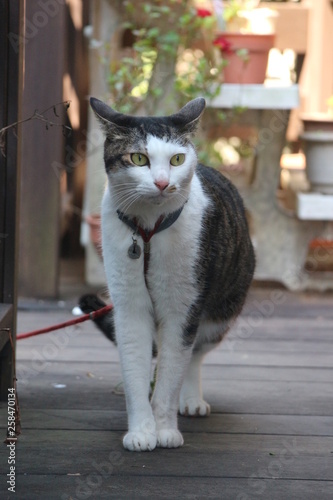 緊張している猫