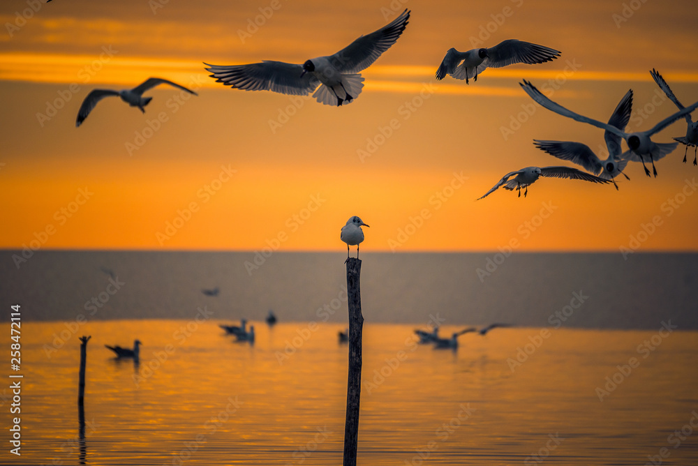 Naklejka premium Detail of flying gulls birds above a lone baby gull sitting on a pole stick in the morning at sunrise