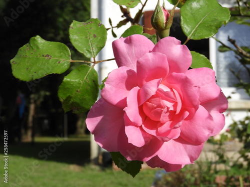 rose open