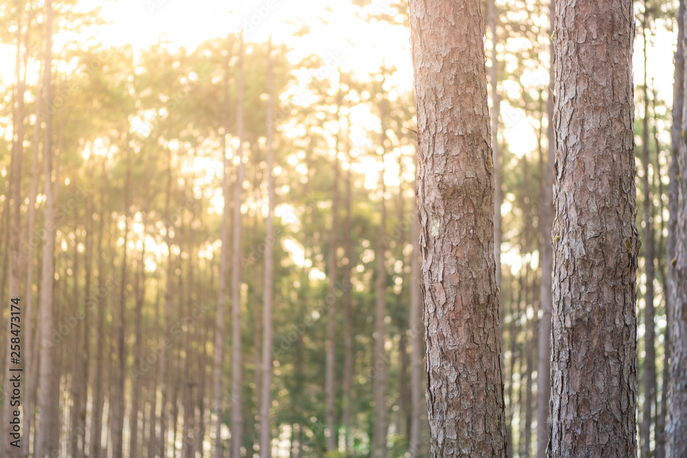 Selective focus of pine tree forest with sunlight and lens flare illuminating tree branches at sunrise in the morning. Selective focus of pine tree forest with sunlight and lens flare illuminating tree branches at sunrise in the morning.