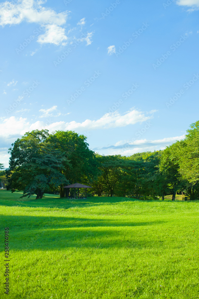 garden lawn , blue sky garden lawn , blue sky