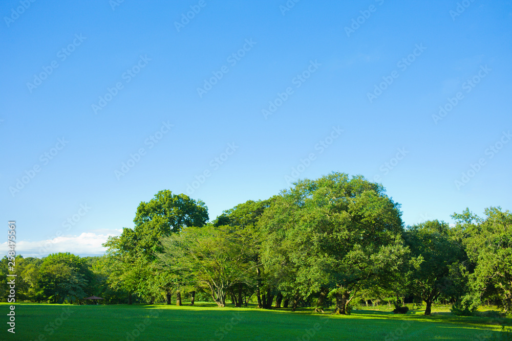 garden lawn , blue sky