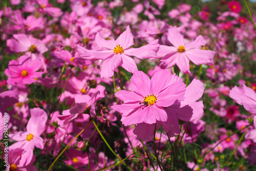 Beautiful pink cosmos flower in garden