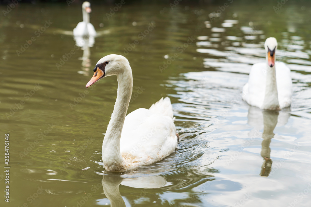 White swan swimming on the river background. White swan swimming on the river background.