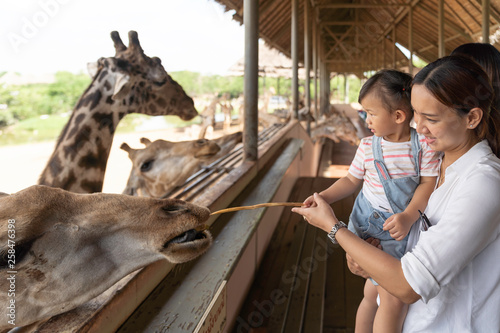 Photography Asian cute baby girl feeding on your hand for big giraffe in animal farm background