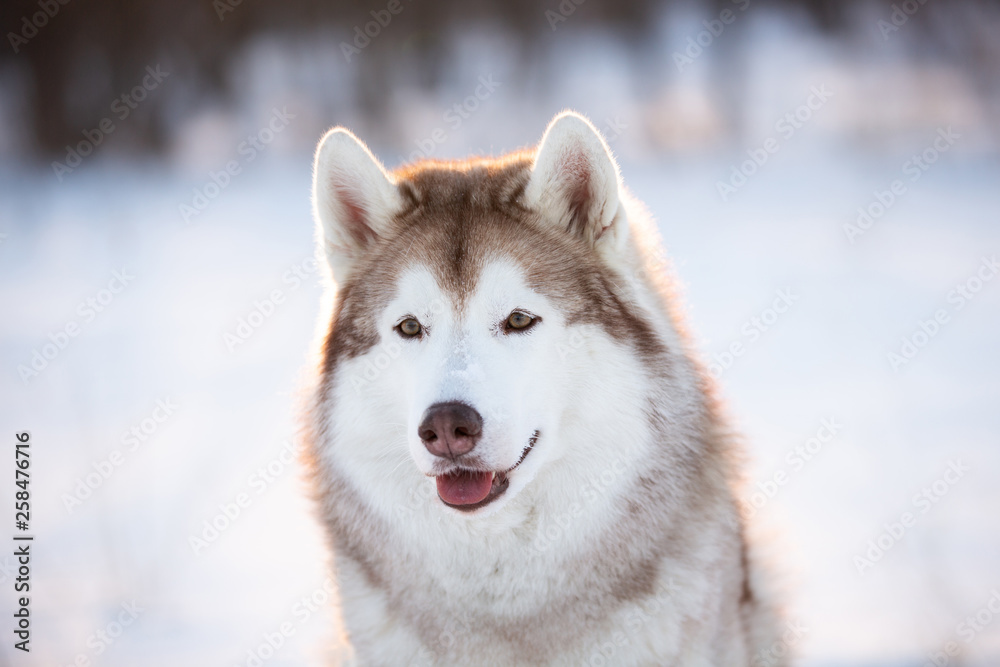 Adorable, Beautiful and happy Siberian Husky dog sitting on the snow in the winter forest