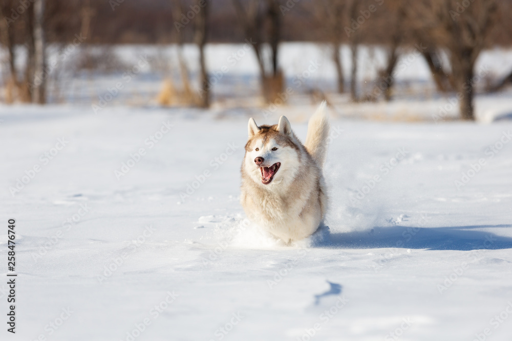 Crazy, happy and cute beige and white dog breed siberian husky with tonque out running on the snow in the winter field.