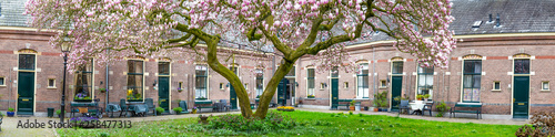 Row of medieval little houses with a pink bllooming tulip tree in the old city center of Zutphen in the Netherlands. © HildaWeges