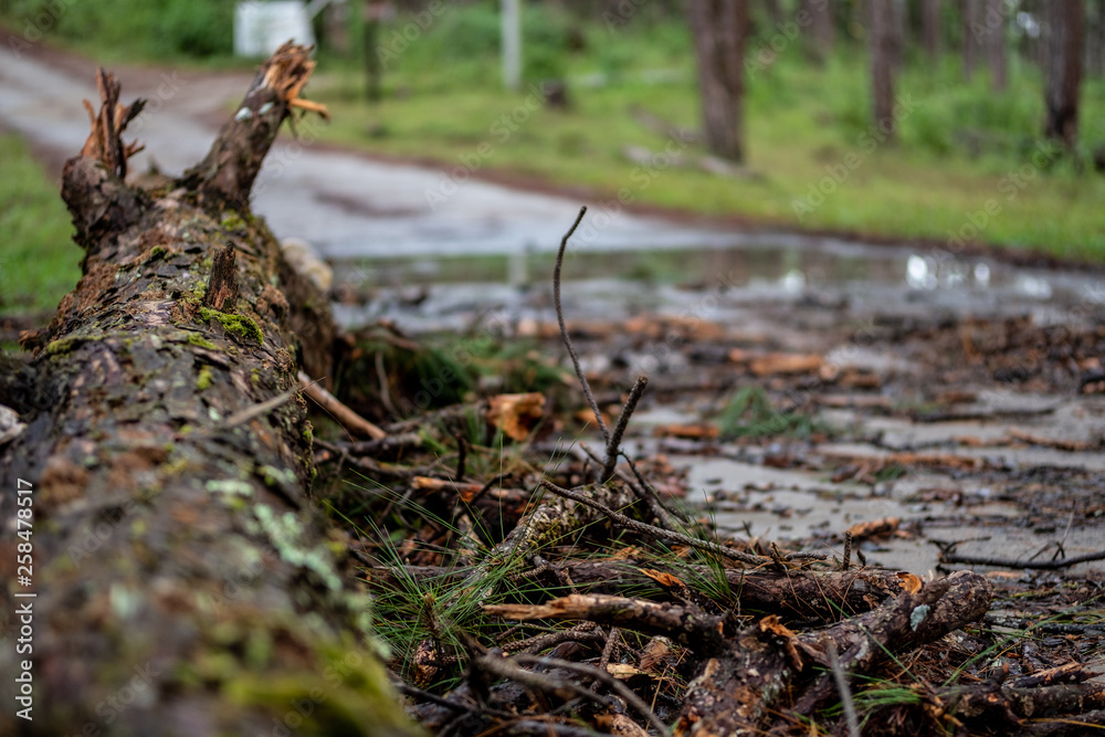 Obraz premium Selective focus of a broken pine tree and branch by storm damage on roadside in rainforest.Toppled pine tree after strong wind with blurred forest background.