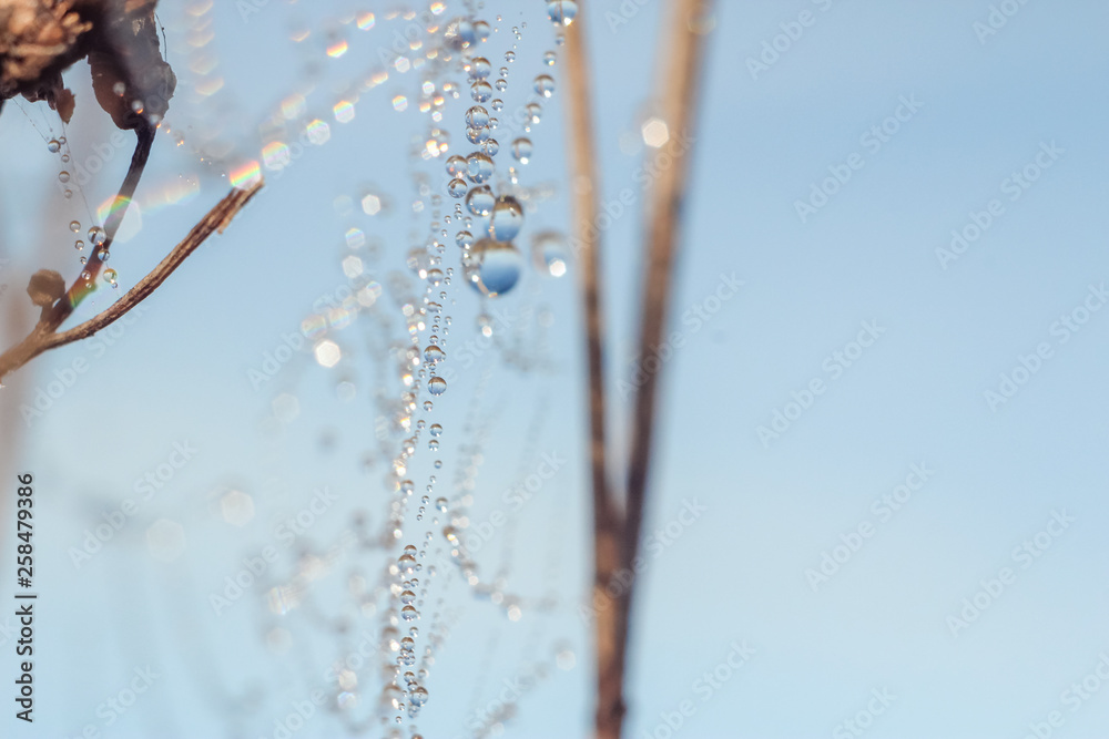 Close-up of abstract drops on a spider web with variable focus and blurred background in the rays of the rising sun. Blur and soft focus. Close-up of abstract drops on a spider web with variable focus and blurred background in the rays of the rising sun. Blur and soft focus.