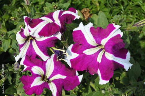 Beautiful flowers enjoying the sunshine