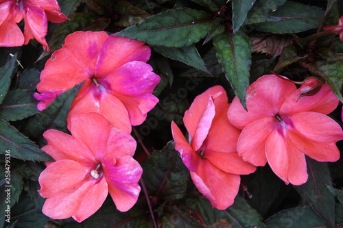 Beautiful flowers enjoying the sunshine