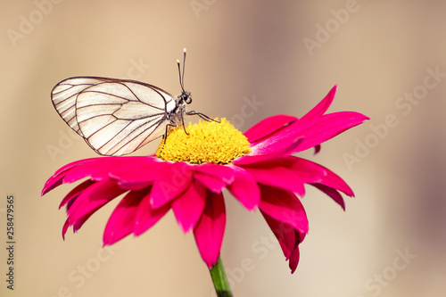 Wallpaper Mural Close-up photo of one white butterfly on a red flower in a summer day outside. Toned colors, soft focus and copy space. Torontodigital.ca