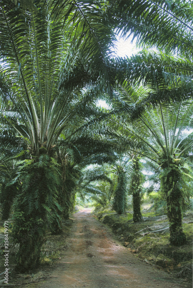 パームトゥリー���やしやしやしの木やしb🌴 パームトゥリー���やしやしやしの木やしb🌴