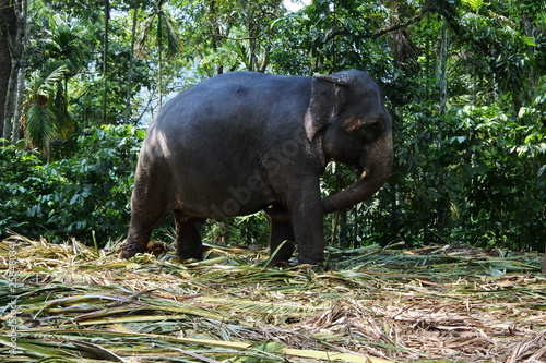 Female Elephant