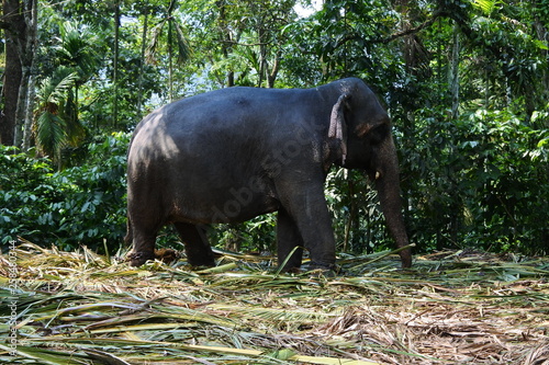 Female Elephant