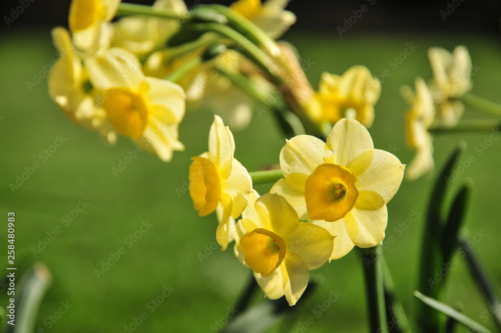Close up of miniature daffodils in bright sunshine Close up of miniature daffodils in bright sunshine