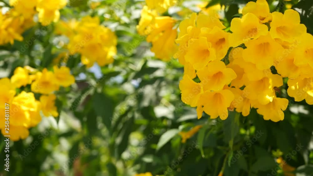 Beautiful yellow flowers in bunches on the branches of a bush. Natural floral background. Spring mood, sunny and bright contrast of colors, tropical exotic plants with green leaves from paradise