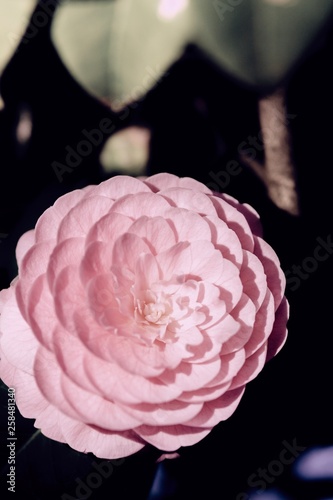 camellia at night
