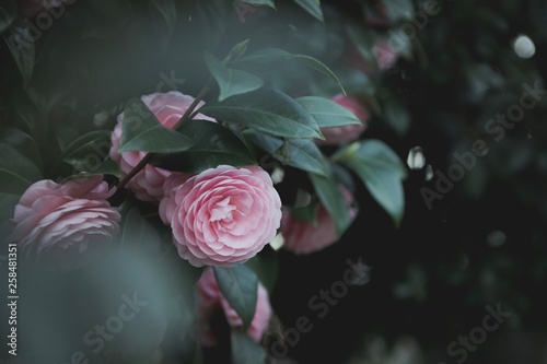 camellia In daylight