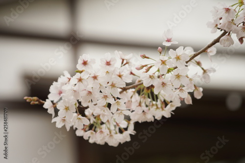 鎌倉の桜 © rika_portrait