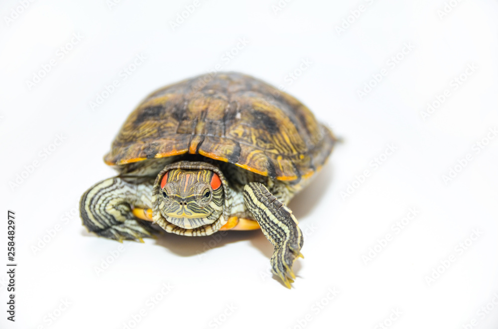 Fototapeta premium Red-Eared Slider Tortoise isolated on white background