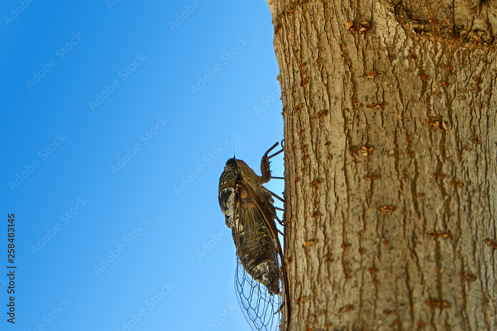 Large cicada on the tree