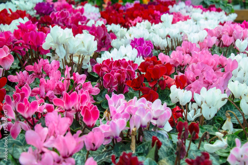 collection of colorful cyclamen flowers, close-up  photo