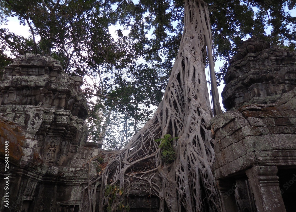 The great white lace of roots vining the ruin of the ancient temple, Cambodia