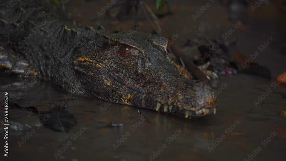 Caiman in the Peruvian rainforest Caiman in the Peruvian rainforest