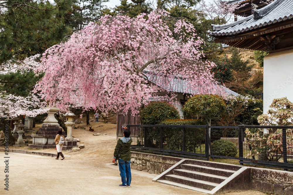 A young man taking pictures of cherry blossom, enjoying beauty of Japanese countryside. Travel Japan. A young man taking pictures of cherry blossom, enjoying beauty of Japanese countryside. Travel Japan.