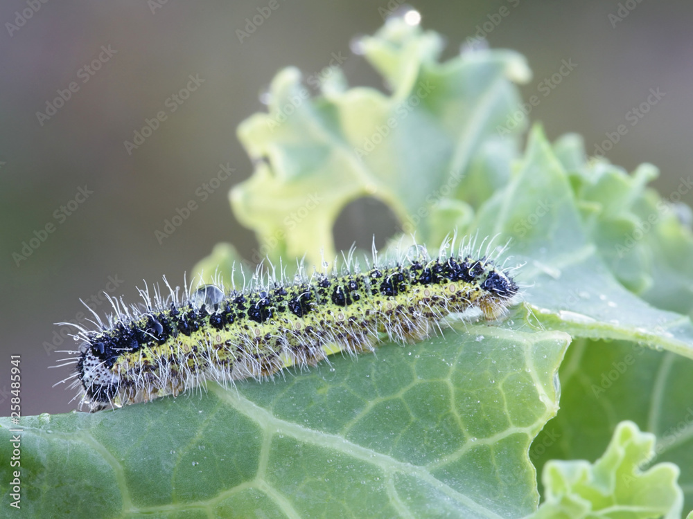 Fototapeta premium Pieris brassicae, the large white, also called cabbage butterfly, cabbage white and cabbage moth, feeding on cabbage