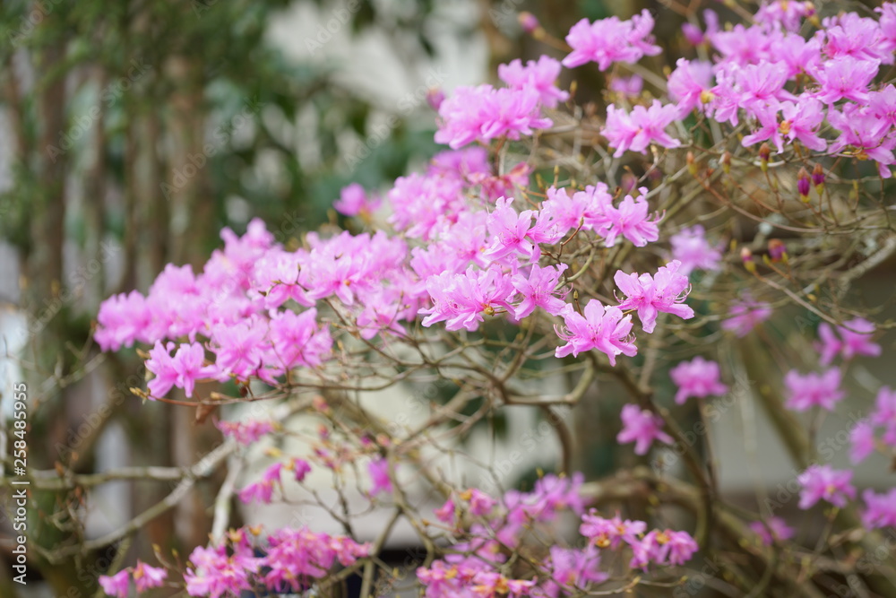 Obraz premium 日本の春の花