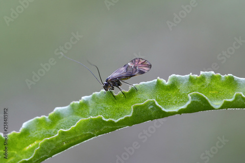 Typical Psocoptera, commonly known as booklice, barklice or barkfly photo