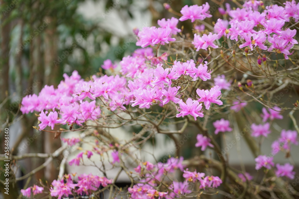 日本の春の花 日本の春の花