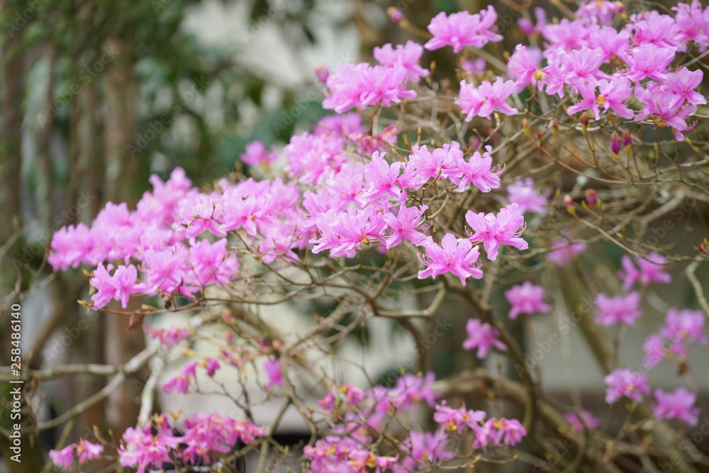 日本の春の花