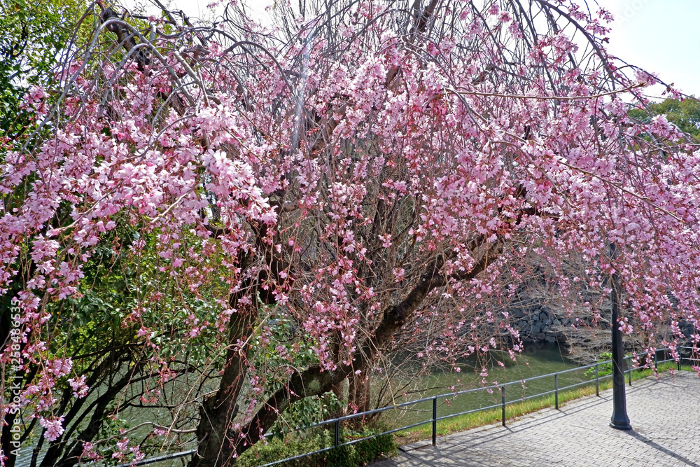 Naklejka premium Beautiful pink sakura cherry blossom flowers and like in Tokyo park.