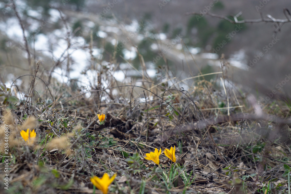 crocuses bloomed on mountain slopes crocuses bloomed on mountain slopes
