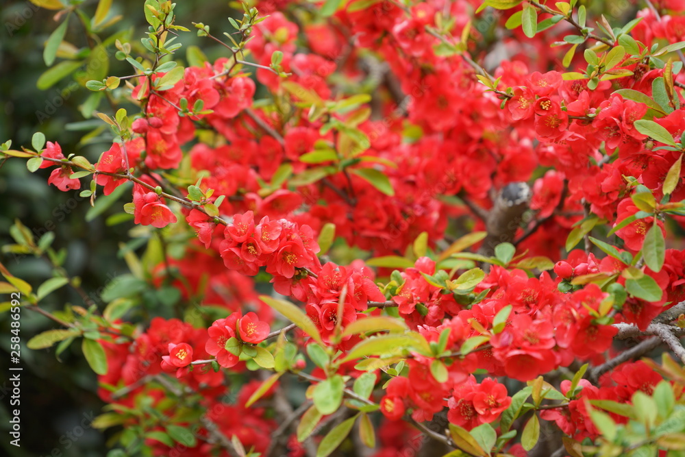 Obraz premium 日本の春の花