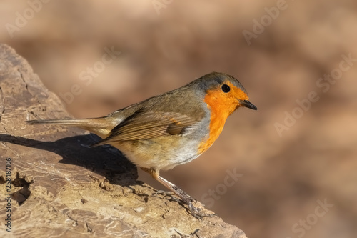 Europan robin in the forest