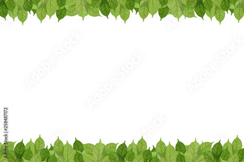 green leaf on isolated withe background