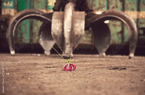 Φωτογραφία Flower and a tentacle
