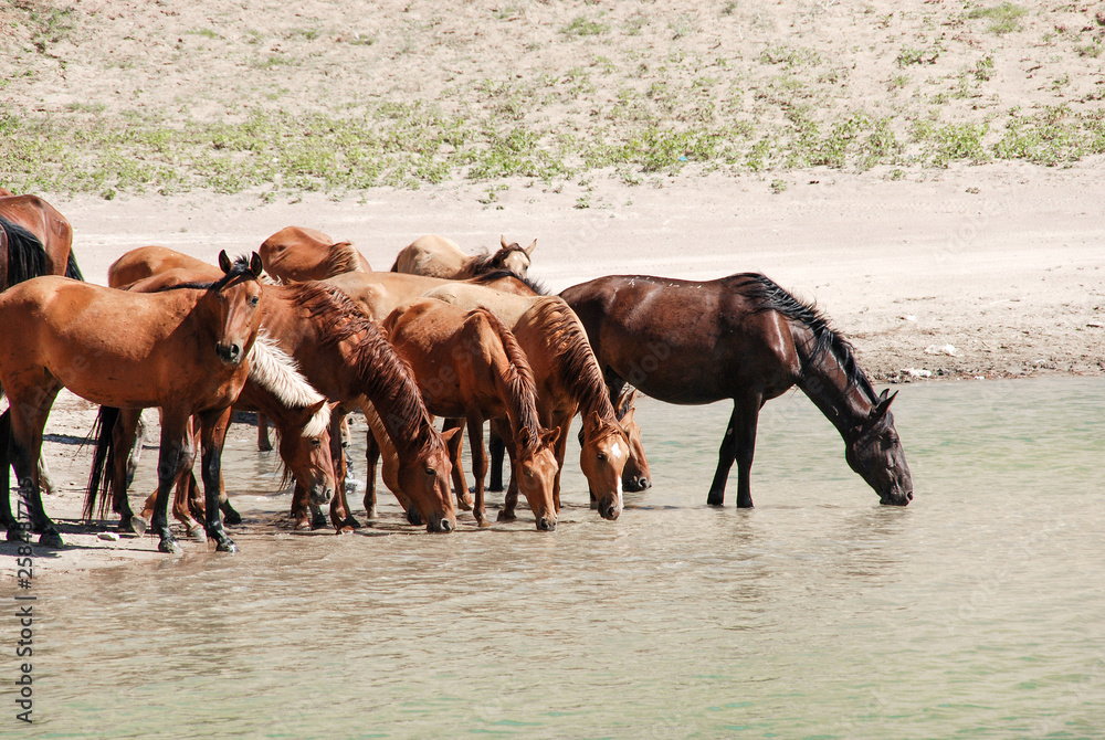 Wild horses come down from the mountain and drink water from a green lake Wild horses come down from the mountain and drink water from a green lake
