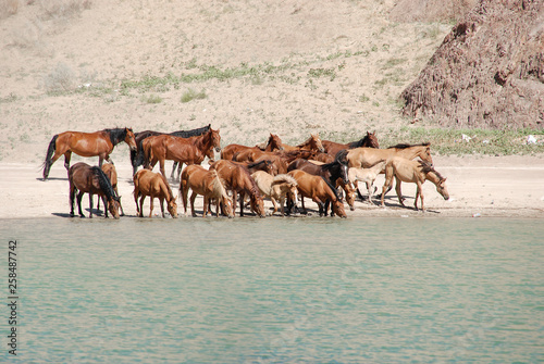 Wild horses come down from the mountain and drink water from a green lake