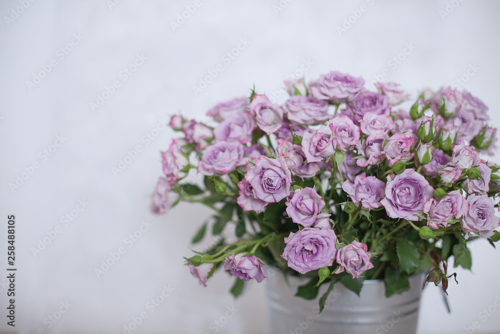violet rose on blurred background