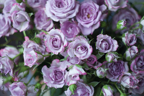 violet rose on blurred background © Марина Сухачёва