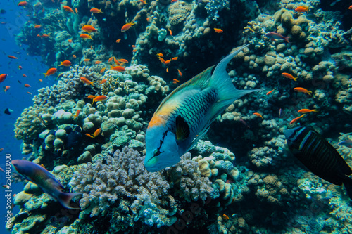 Bunte Fische im Korallengarten © SteveMC