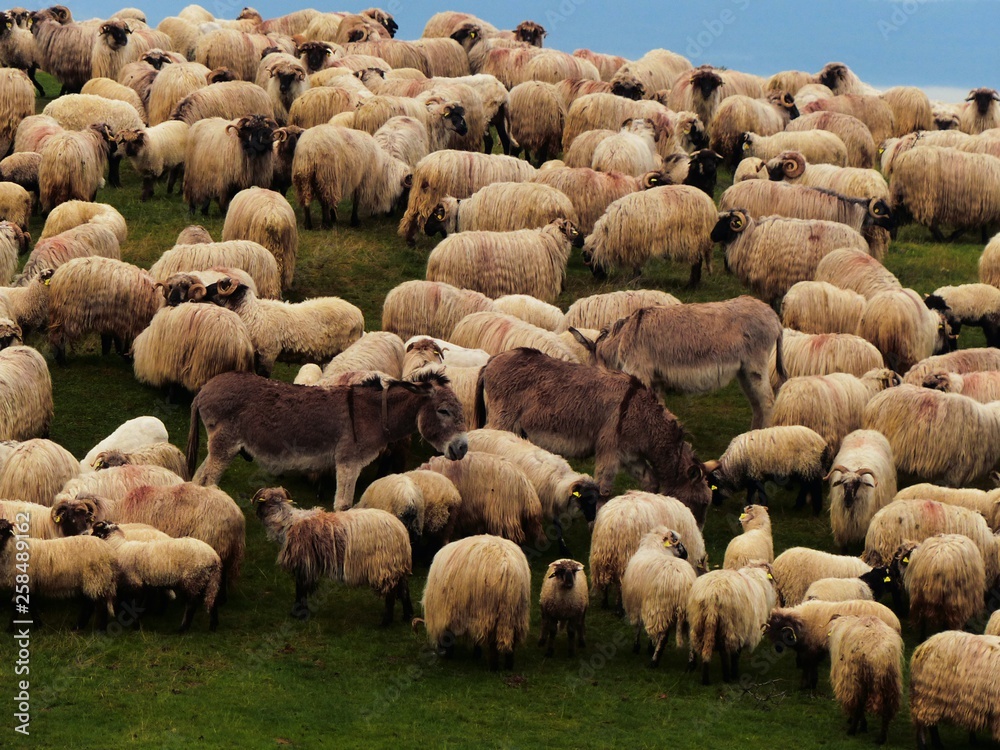 Sheep on the mountain Sheep on the mountain
